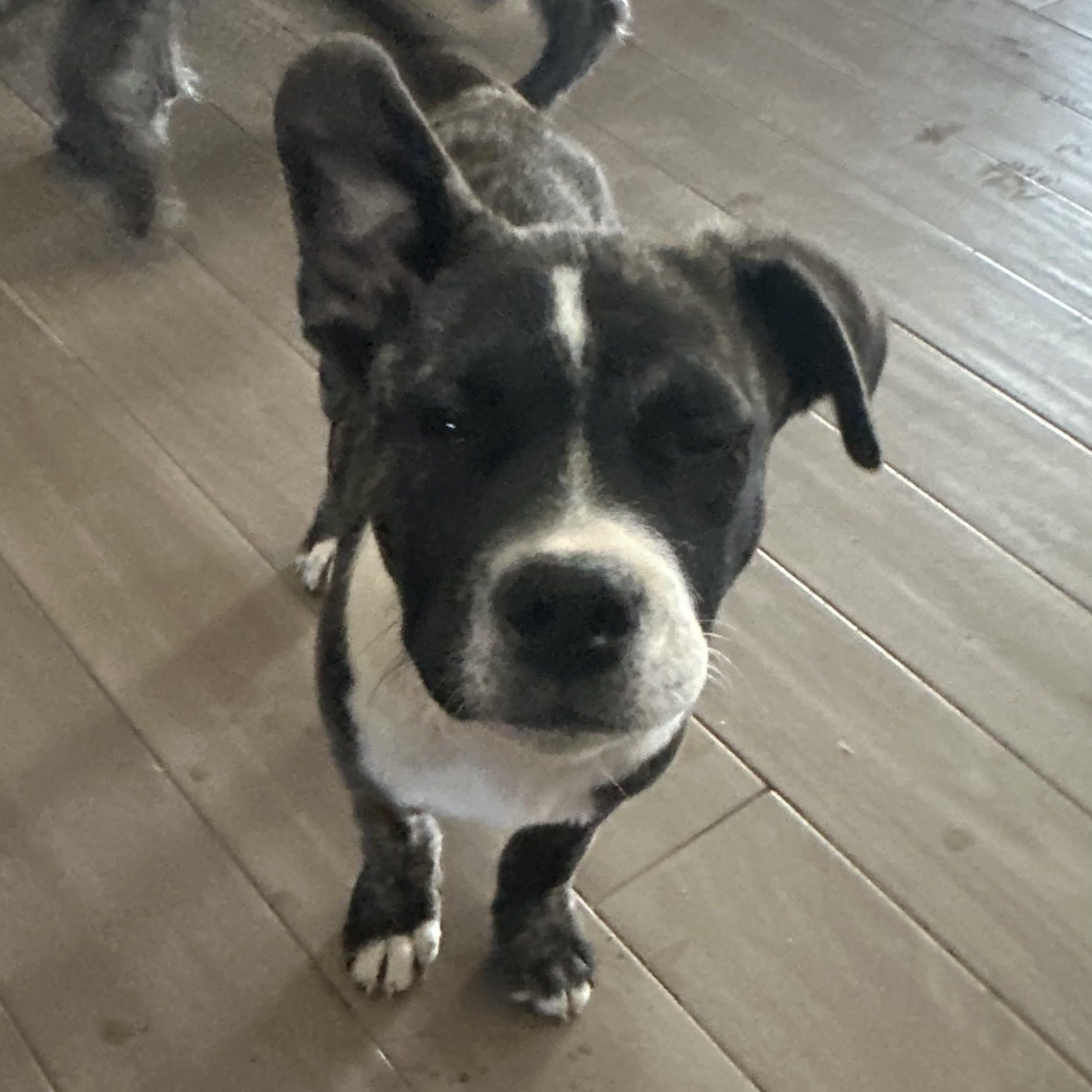 Enlarge Isis, a Adoptable mixed breed in Phoenix, AZ image 5/5