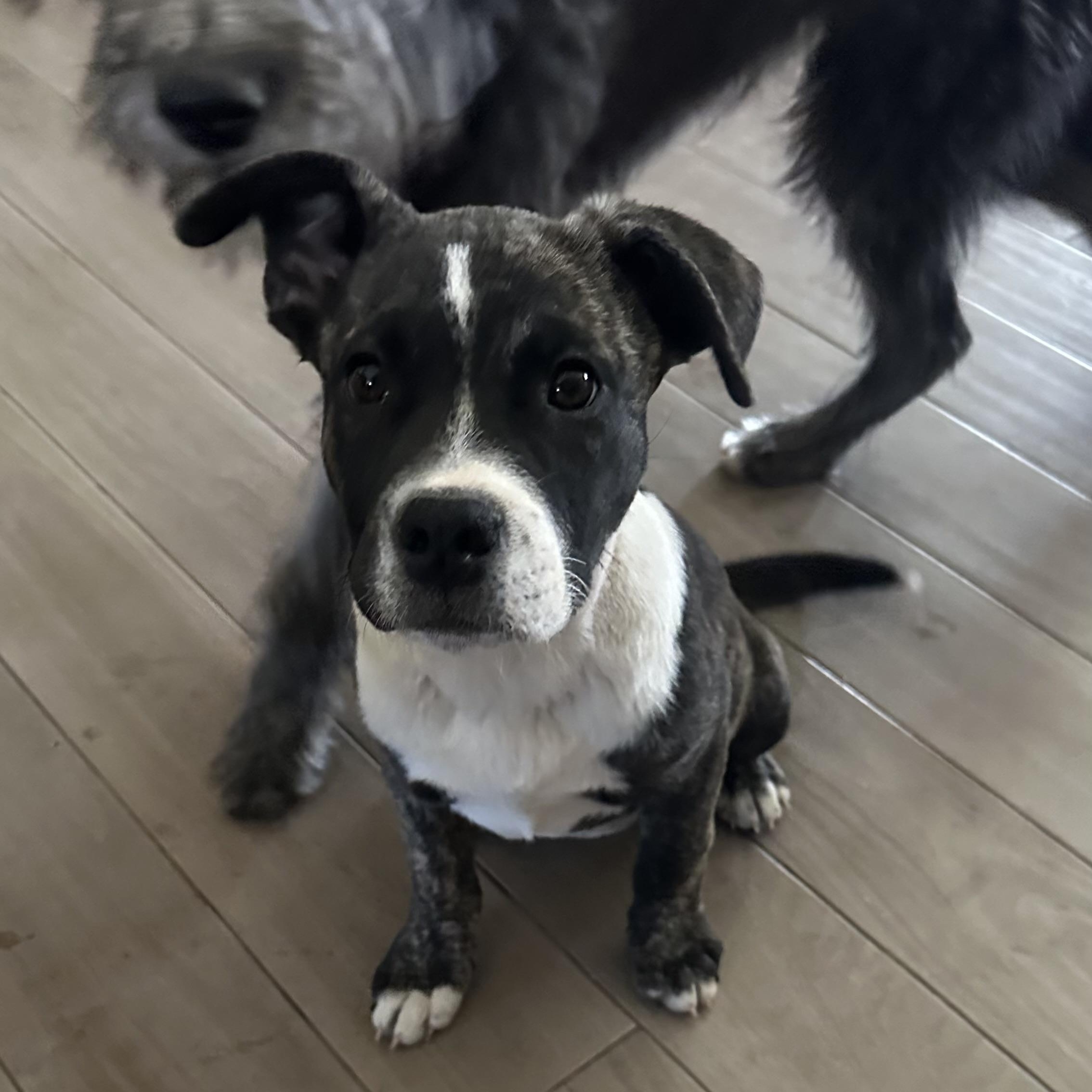 Isis, a Adoptable mixed breed in Scottsdale, AZ image 3/4