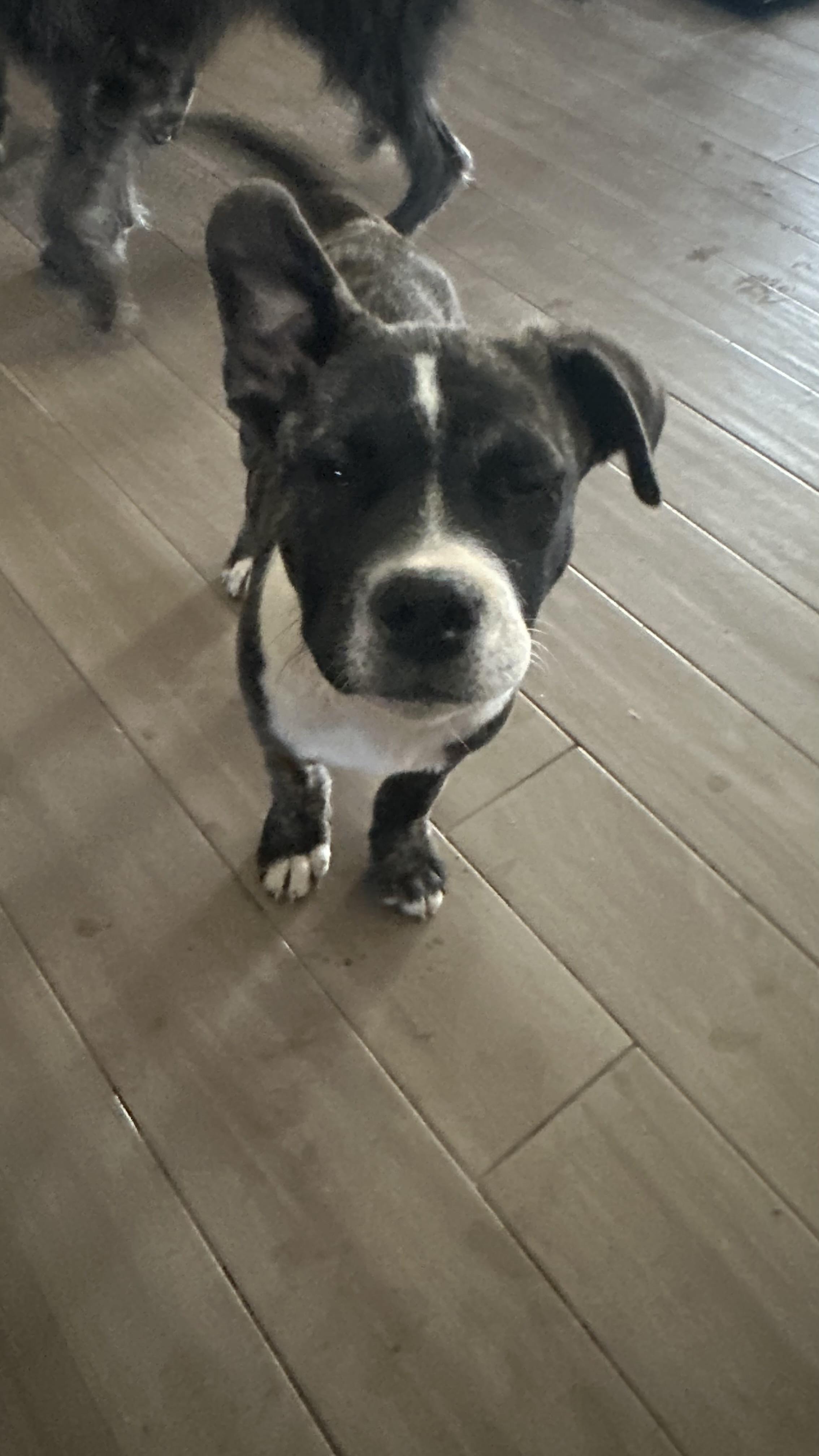 Isis, a Adoptable mixed breed in Scottsdale, AZ image 4/4