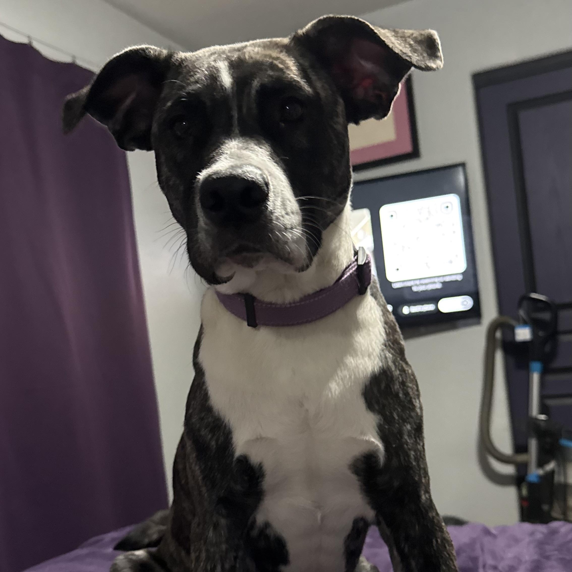 Isis, Adoptable, Young Female Black Mouth Cur & Mastiff.