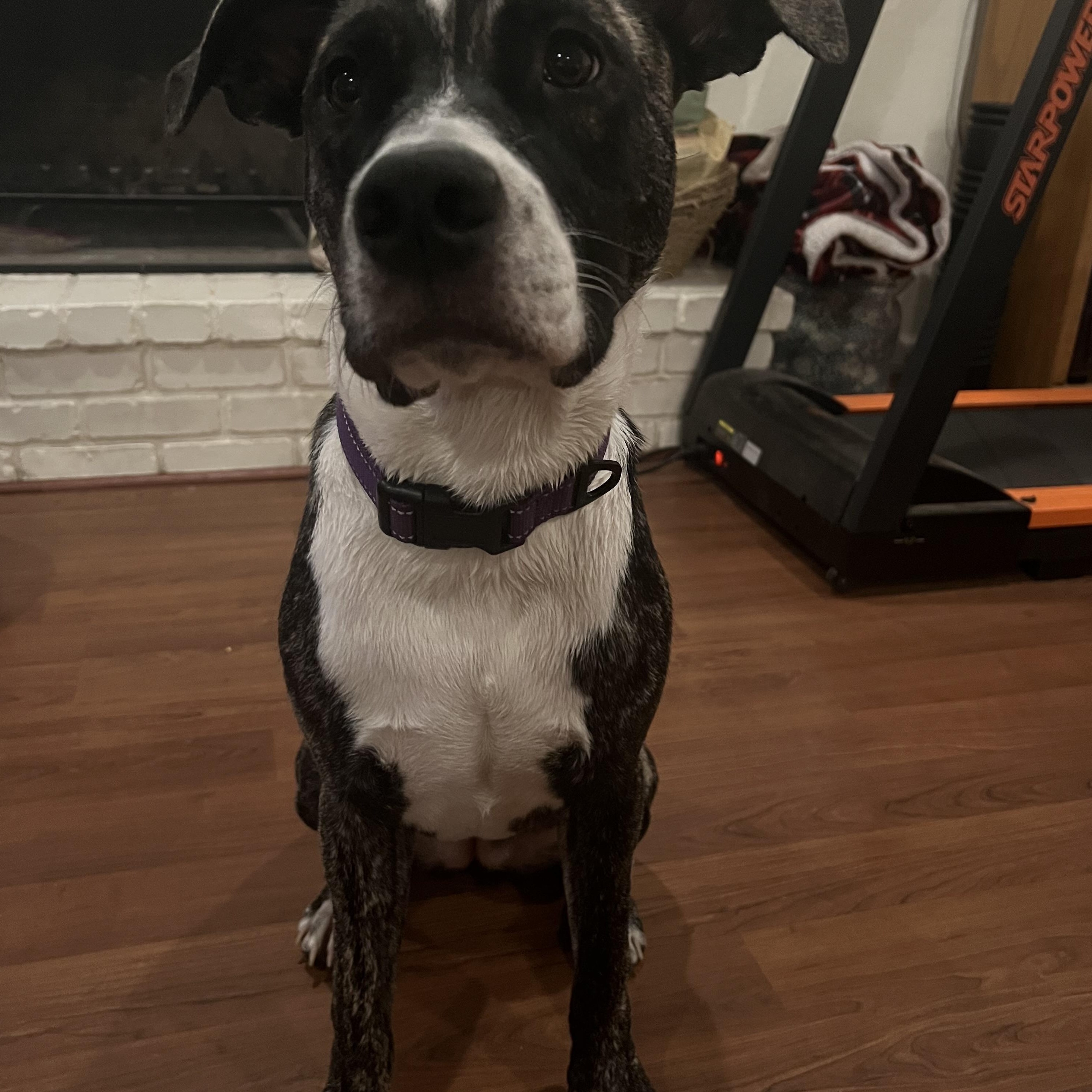 Isis, Adoptable, Puppy Female Black Mouth Cur & Mastiff.