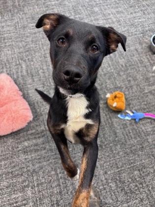 Horus — thumbnail 2