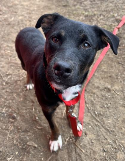 Horus — thumbnail 3