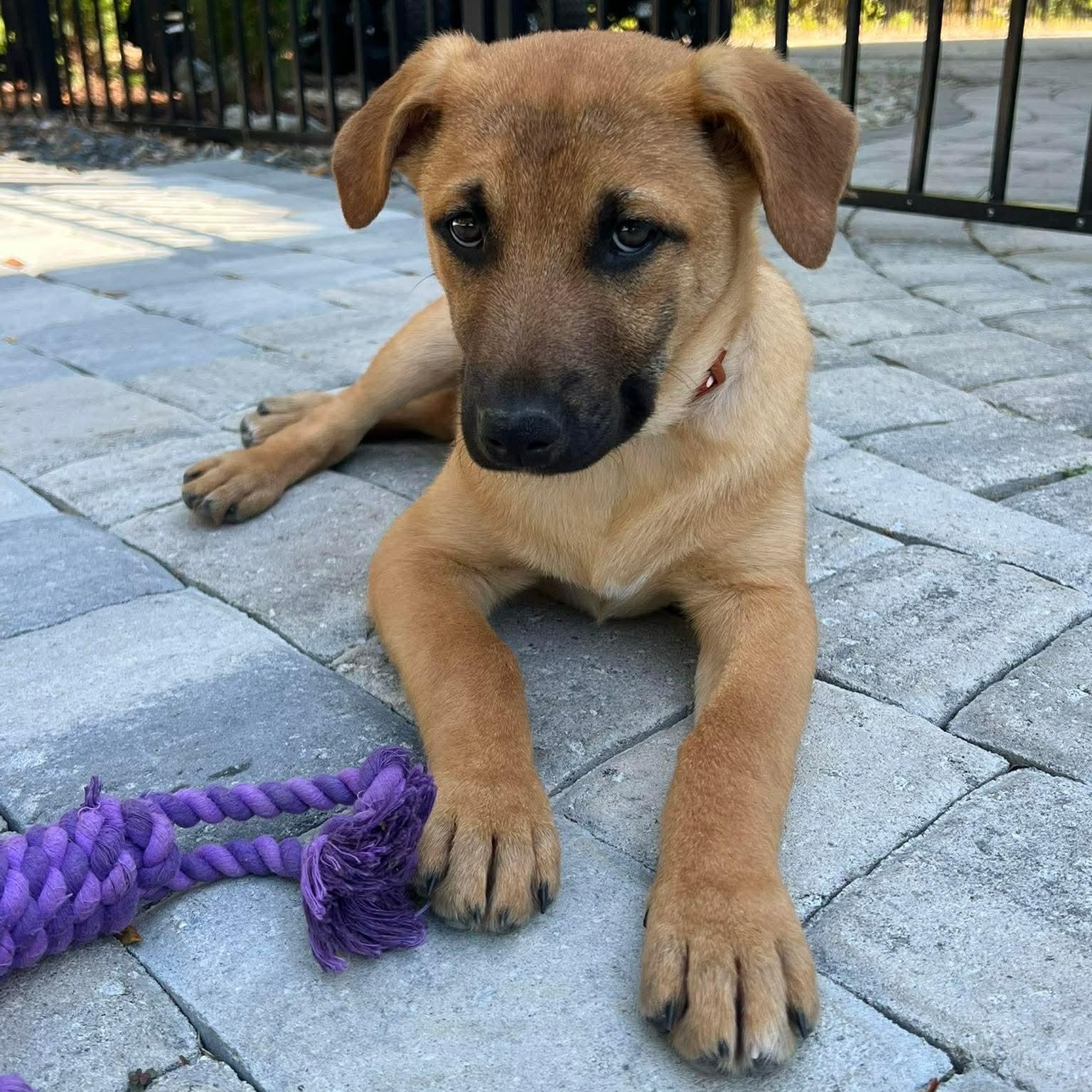 Enlarge Ranger, a ADOPTABLE mixed breed in Wando, SC image 3/6