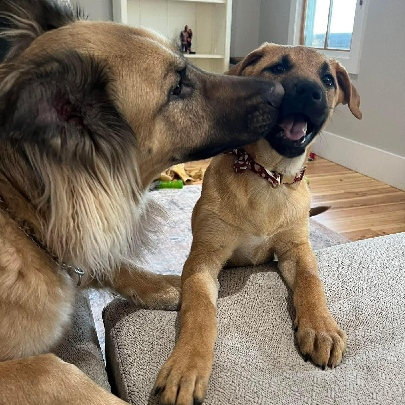 Enlarge Ranger, a ADOPTABLE mixed breed in Wando, SC image 6/6