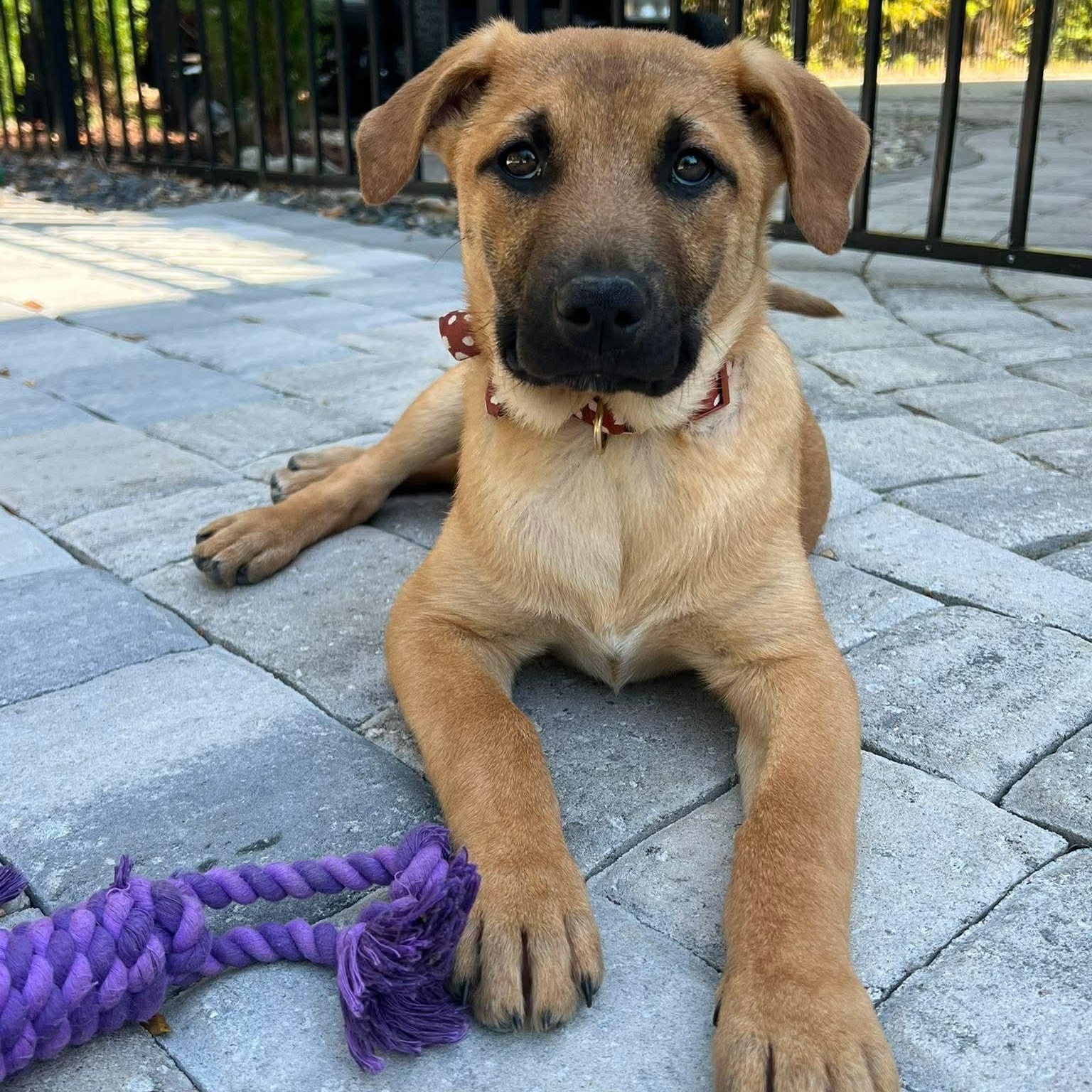 Enlarge Ranger, a ADOPTABLE mixed breed in Wando, SC image 5/6