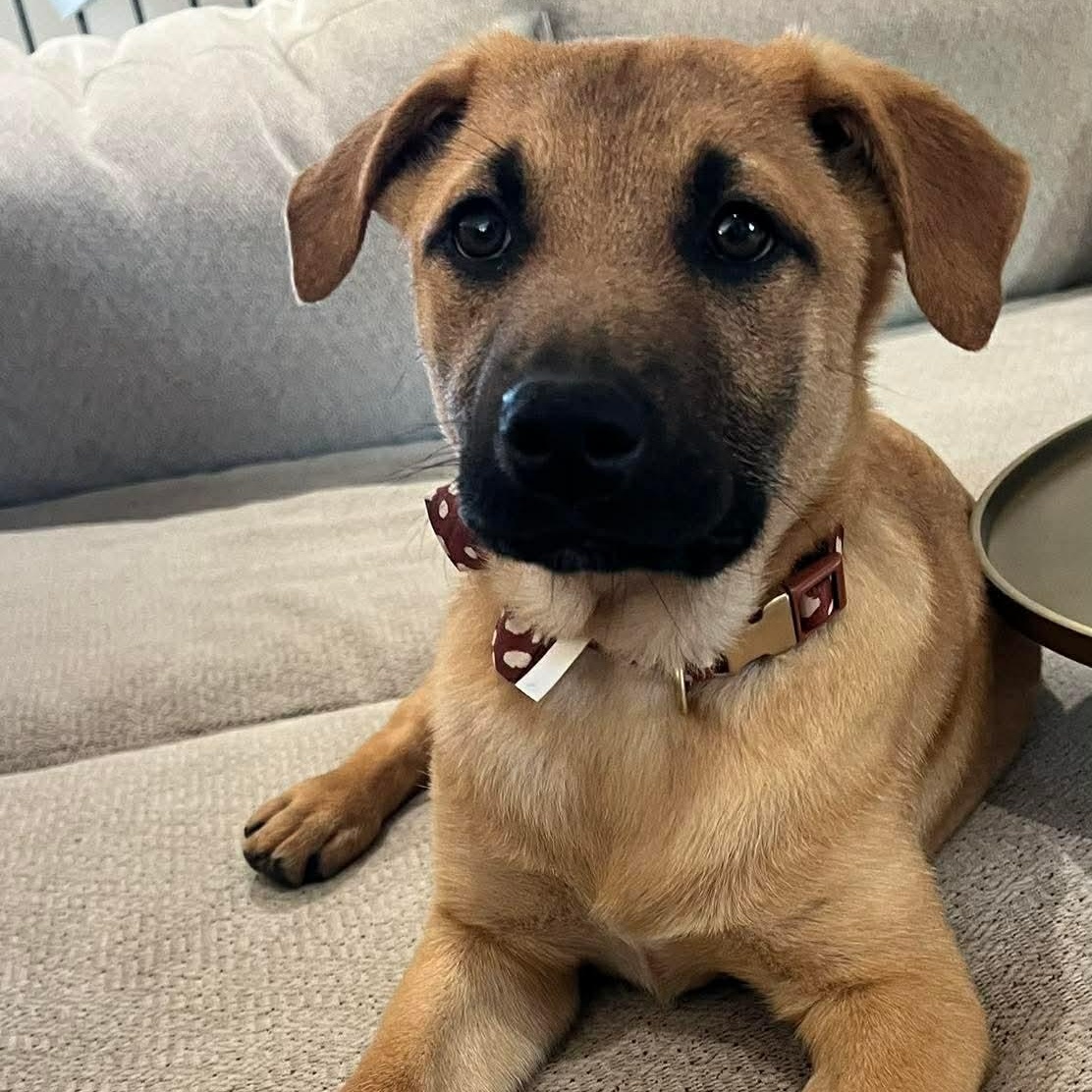 Ranger, ADOPTABLE, Puppy Male Labrador Retriever.