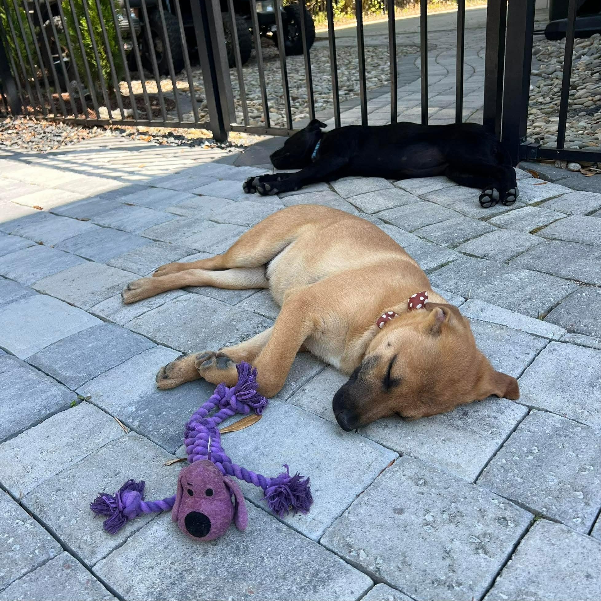 Enlarge Ranger, a ADOPTABLE mixed breed in Wando, SC image 4/6