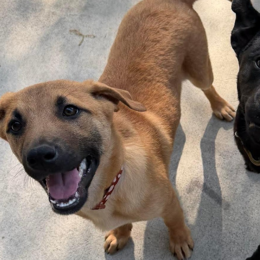 Enlarge Ranger, a ADOPTABLE mixed breed in Wando, SC image 2/6