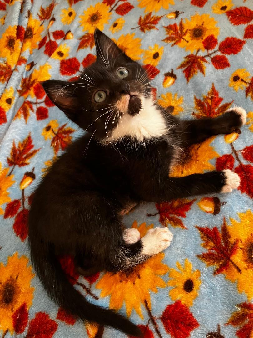Conrad, adopted, Kitten Male Domestic Short Hair.