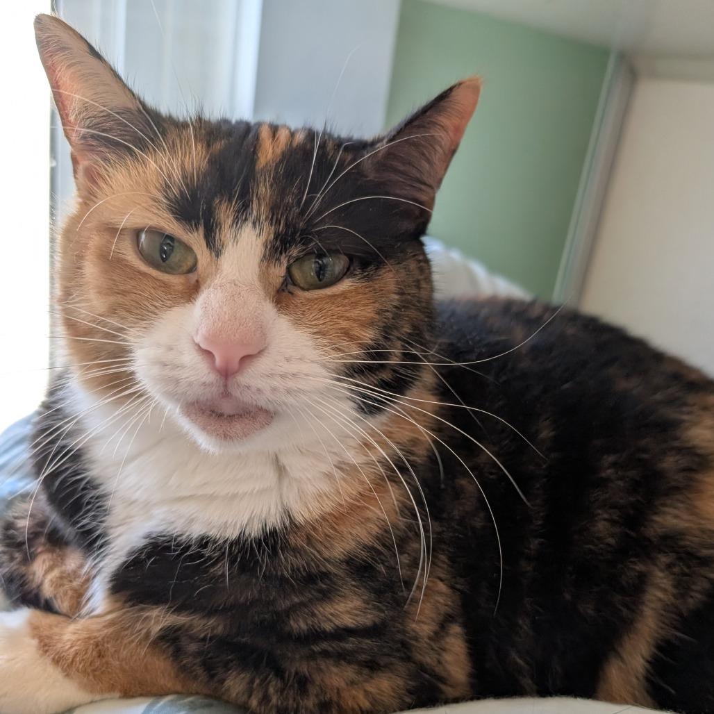 Nami, Adoptable, Adult Female Domestic Short Hair.