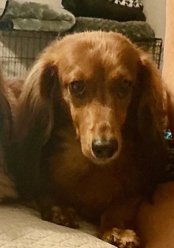 Enlarge Thumper, a ADOPTABLE Dachshund (Long Haired) in Colleyville, TX image 1/1