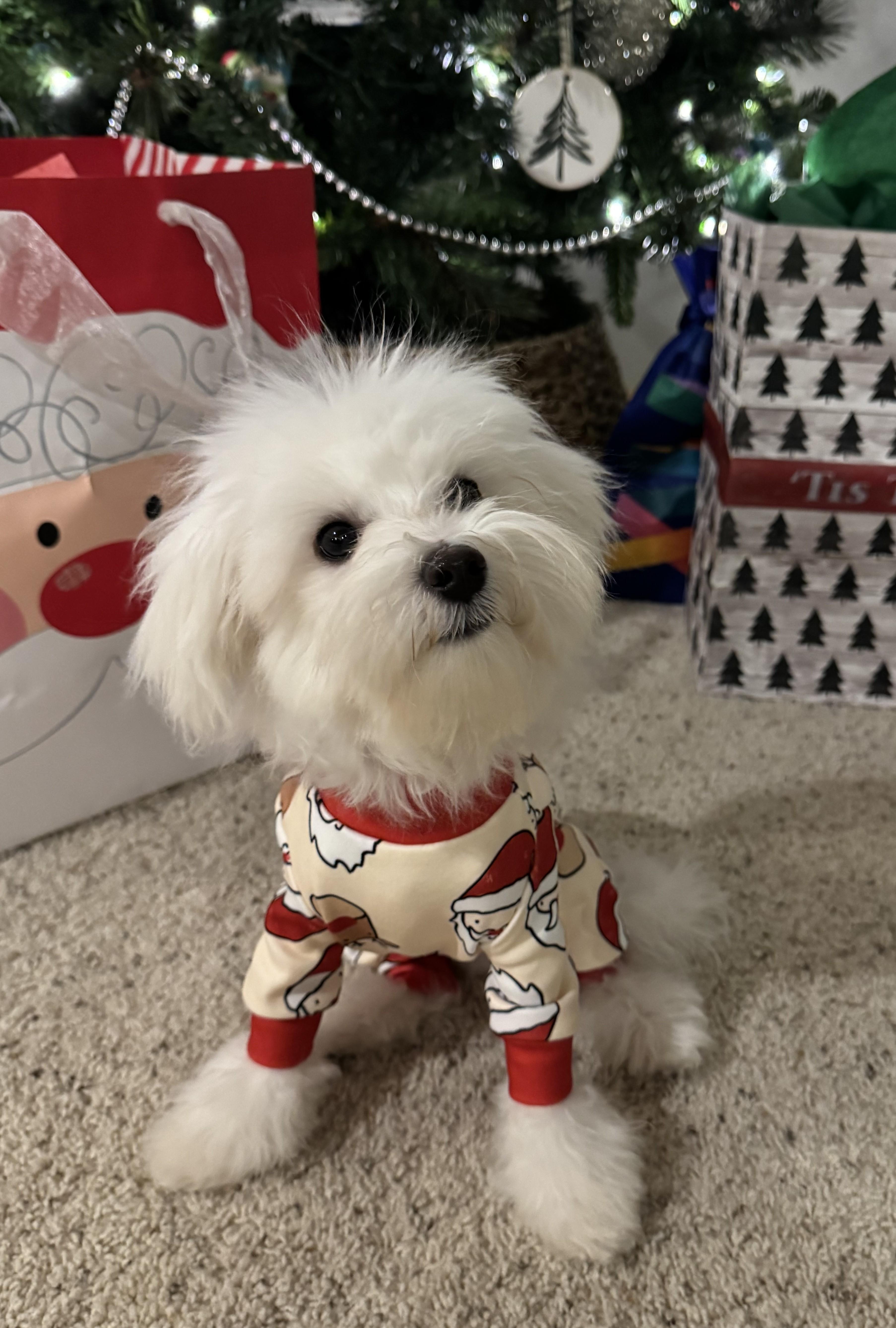 Lenny, a ADOPTABLE mixed breed in Rochester, MN image 3/4