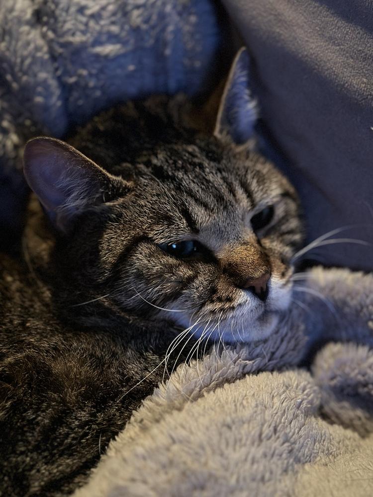 Maverick - CH - OR, Adoptable, Adult Male Tabby.