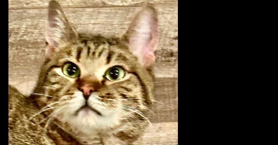 Maverick - CH - OR, a Adoptable mixed breed in Keizer, OR image 2/6