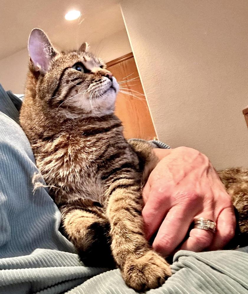 Maverick - CH - OR, a Adoptable mixed breed in Keizer, OR image 3/6