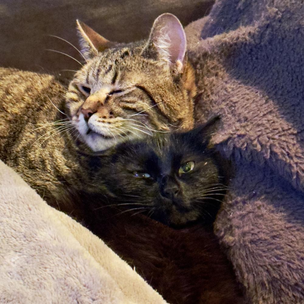 Maverick - CH - OR, a Adoptable mixed breed in Keizer, OR image 4/6