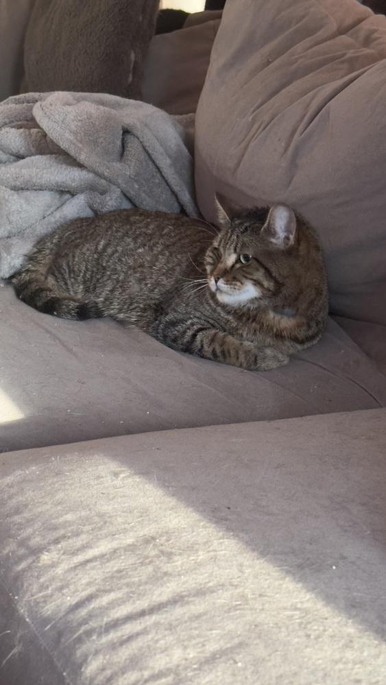 Maverick - CH - OR, a Adoptable mixed breed in Keizer, OR image 5/6