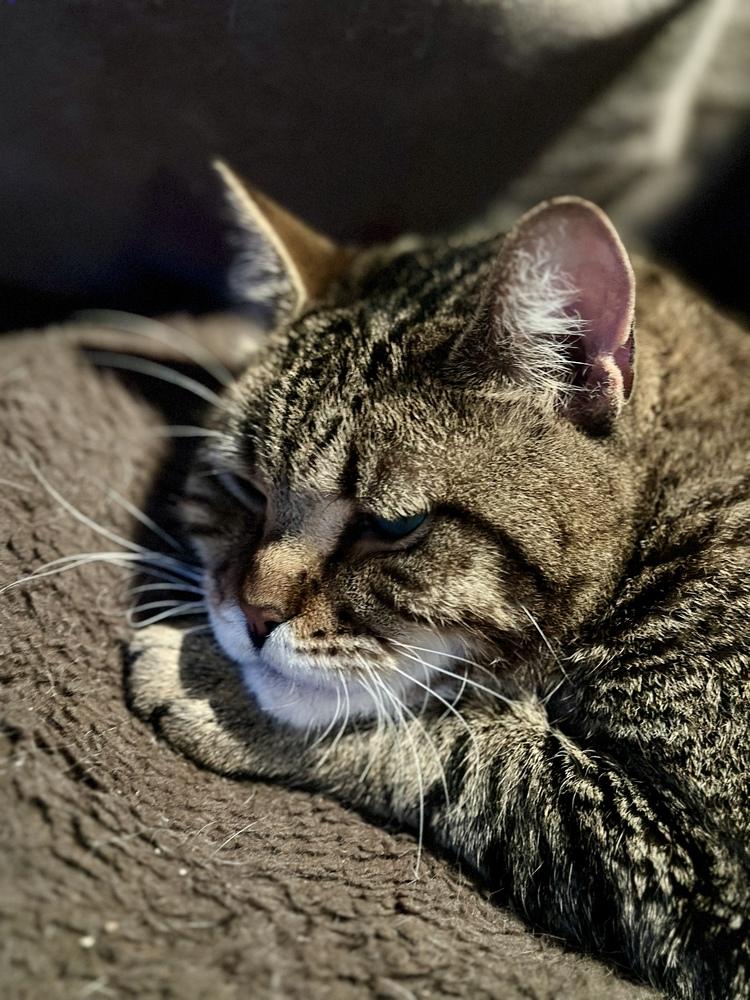 Maverick - CH - OR, a Adoptable mixed breed in Keizer, OR image 6/6