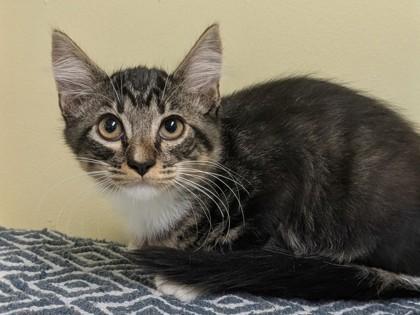 Enlarge Glamour, a Adoptable Domestic Medium Hair in Jackson, GA image 1/1