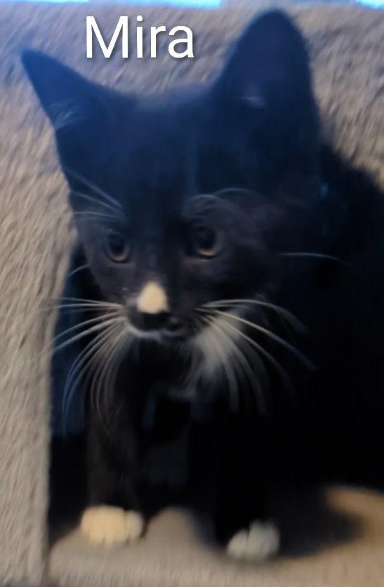 Enlarge Mira , a ADOPTABLE Domestic Short Hair in Mears, MI image 1/3