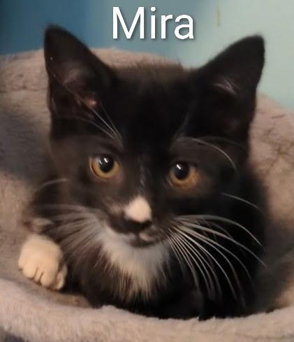 Enlarge Mira , a ADOPTABLE Domestic Short Hair in Mears, MI image 2/3