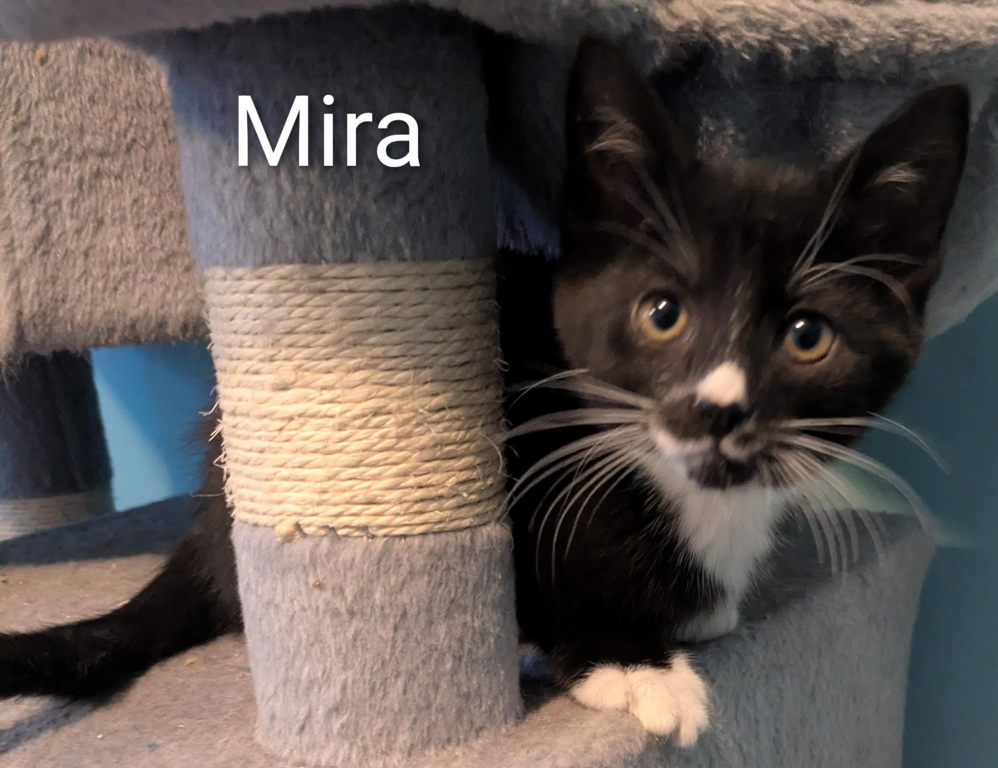 Enlarge Mira , a ADOPTABLE Domestic Short Hair in Mears, MI image 3/3
