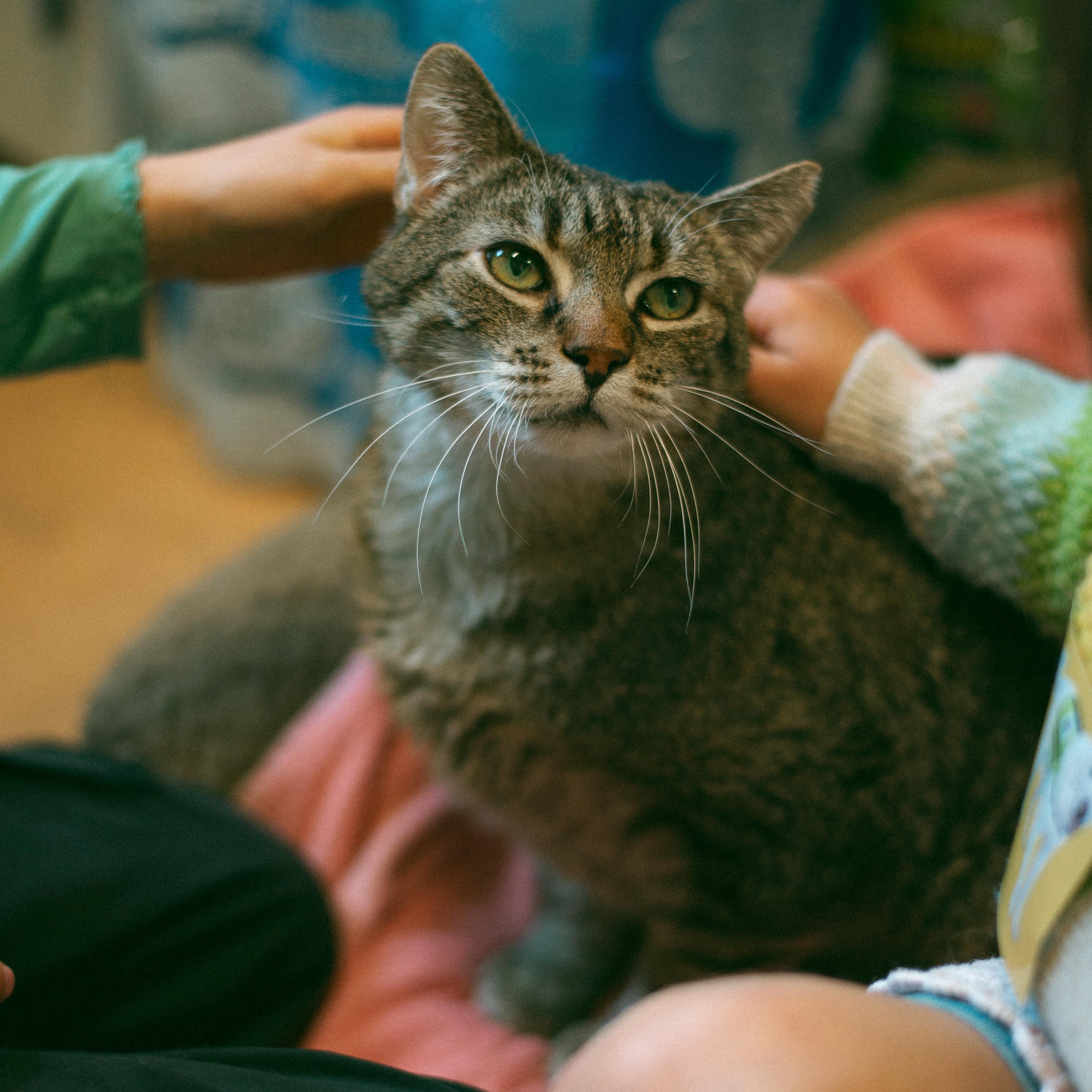 Spice, Adoptable, Senior Male Tabby.