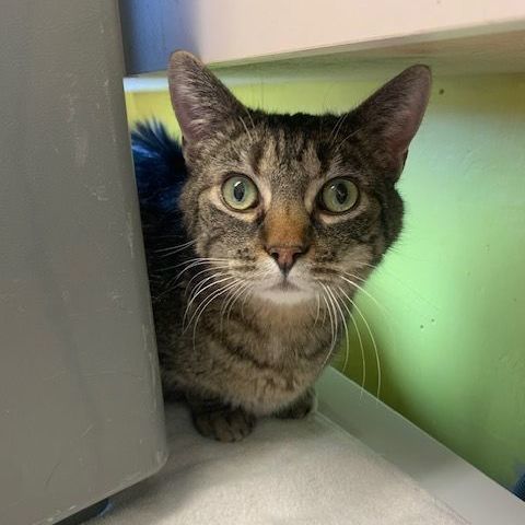 Spice, a Adoptable Tabby in Thayne, WY image 4/4