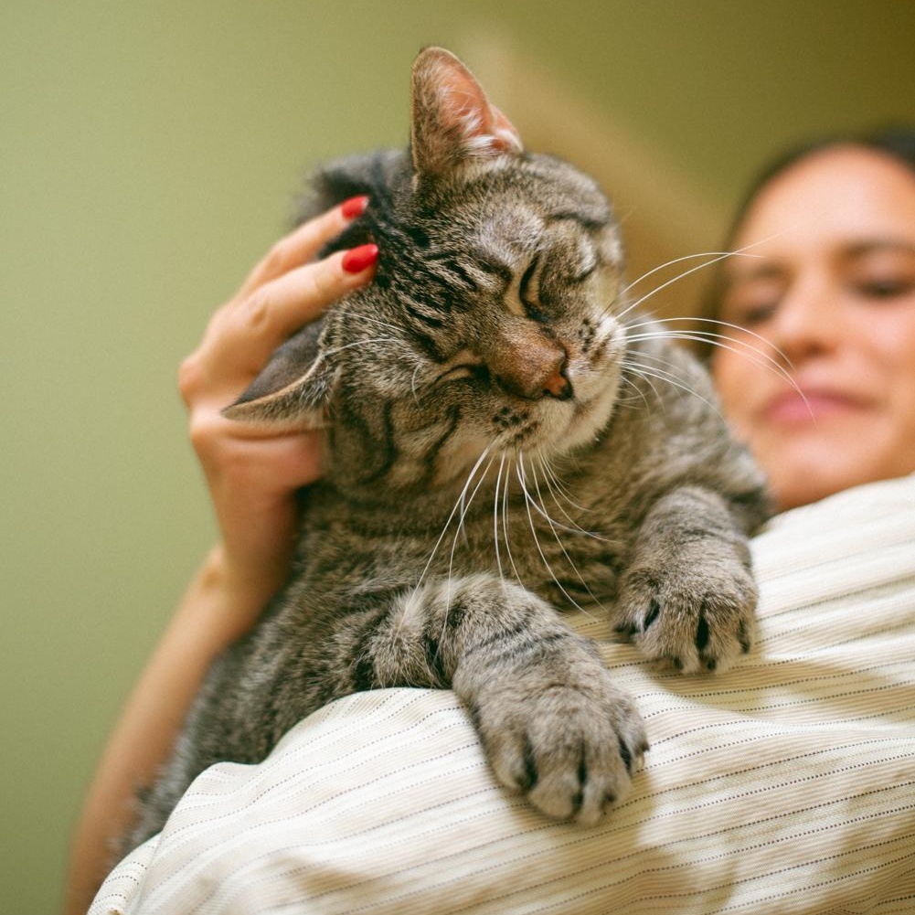 Spice, a Adoptable Tabby in Thayne, WY image 2/6