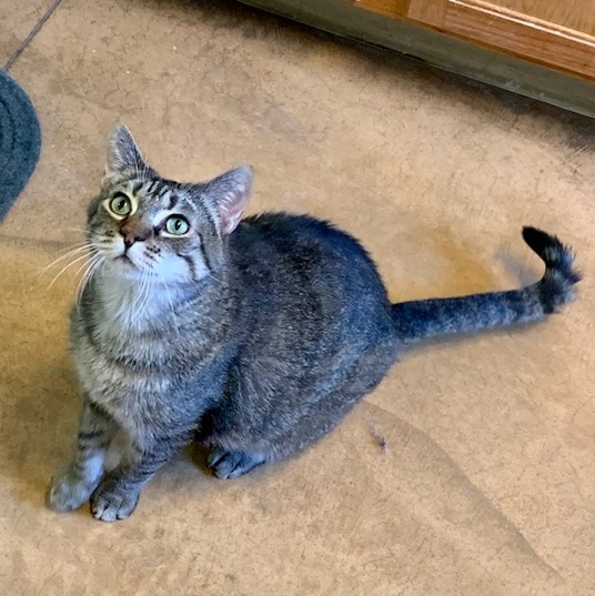 Spice, a Adoptable Tabby in Thayne, WY image 3/4