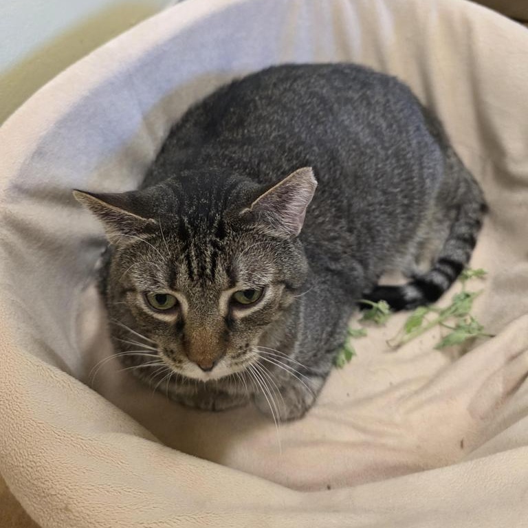 Spice, a Adoptable Tabby in Thayne, WY image 4/6