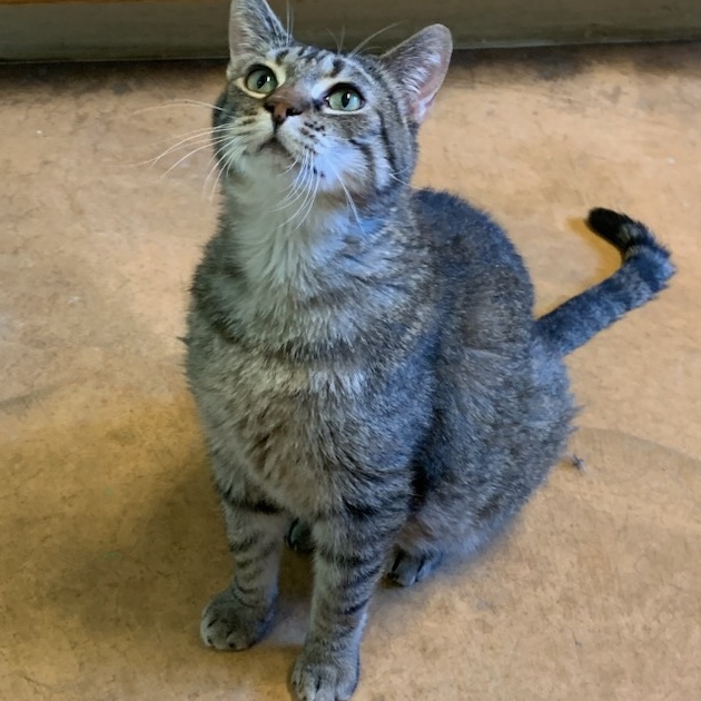 Spice, a Adoptable Tabby in Thayne, WY image 2/4