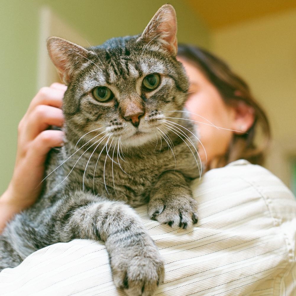 Spice, Adoptable, Senior Male Tabby.