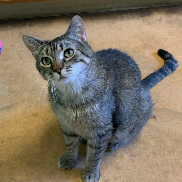 Spice, a Adoptable Tabby in Thayne, WY image 1/4