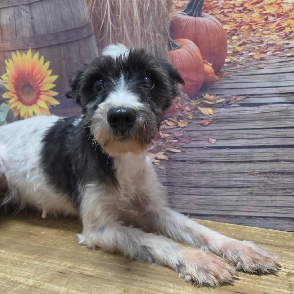 Enlarge Nutella, a Adoptable Schnauzer in Normal, IL image 1/6