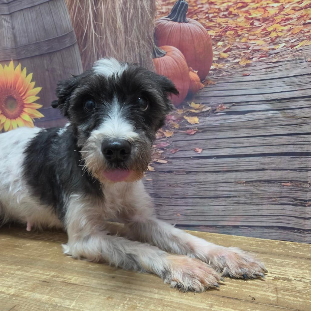 Enlarge Nutella, a Adoptable Schnauzer in Normal, IL image 2/6