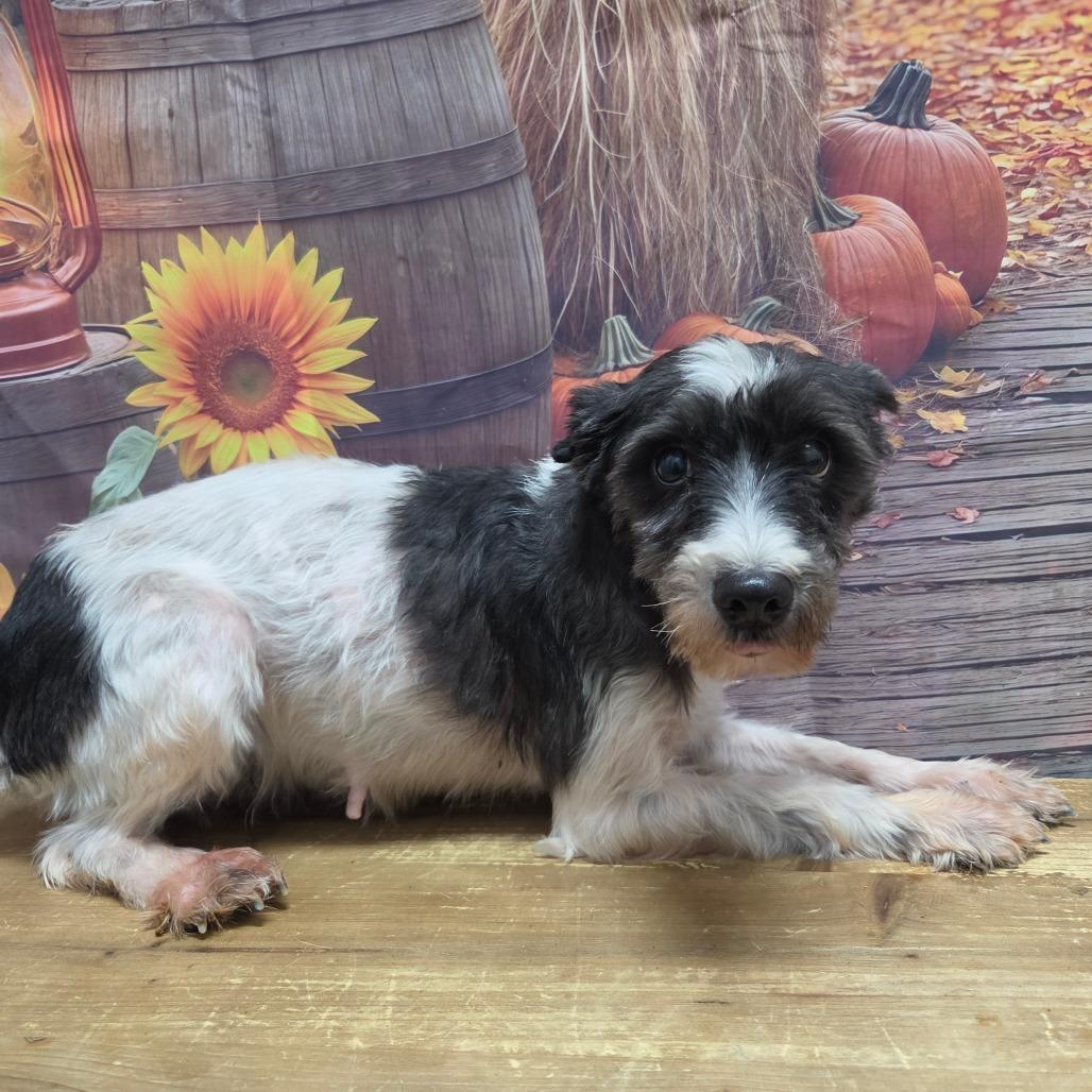 Enlarge Nutella, a Adoptable Schnauzer in Normal, IL image 3/6