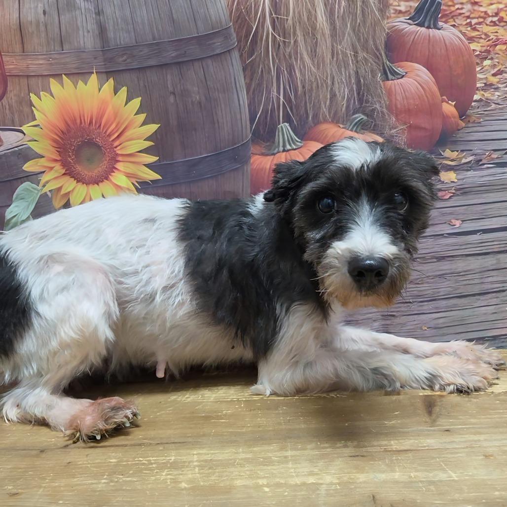 Enlarge Nutella, a Adoptable Schnauzer in Normal, IL image 4/6