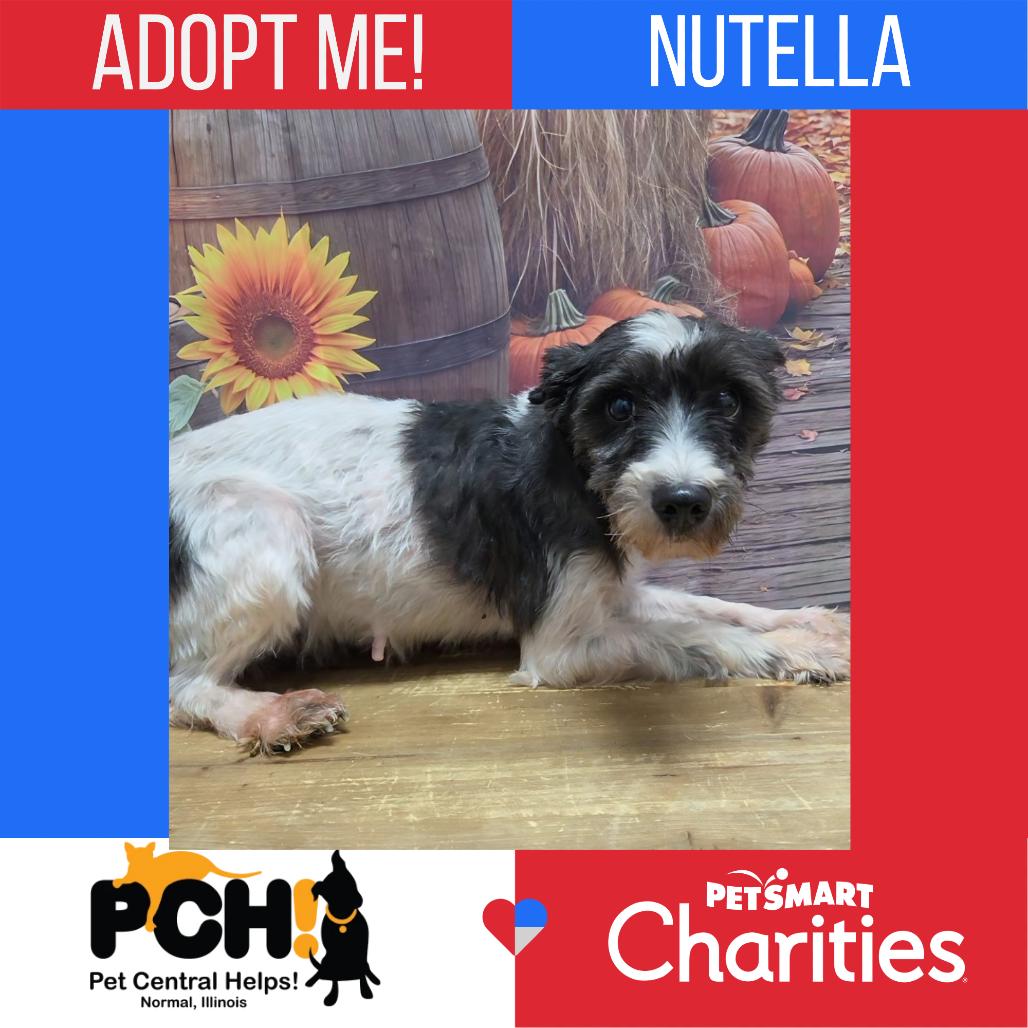 Enlarge Nutella, a Adoptable Schnauzer in Normal, IL image 5/6