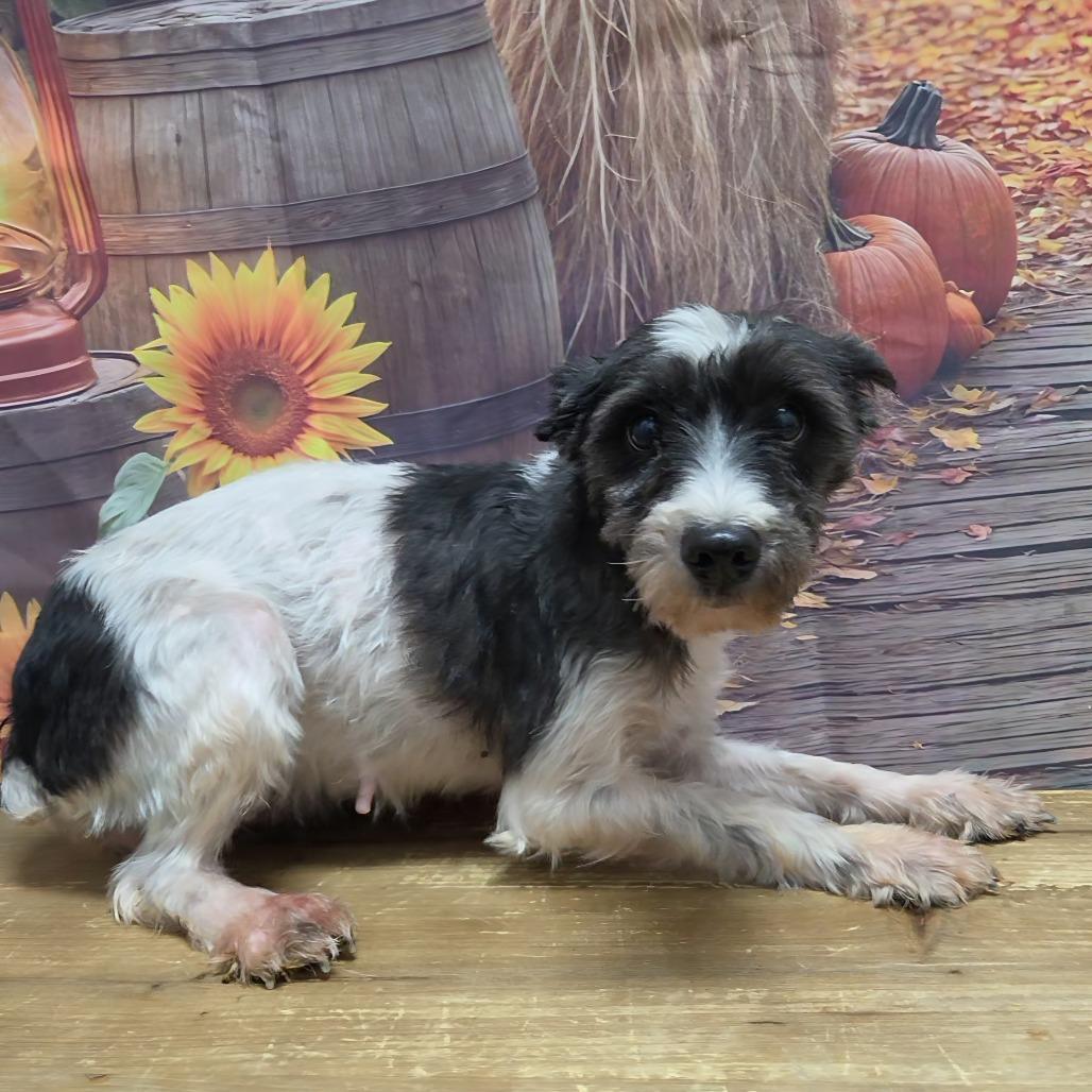 Enlarge Nutella, a Adoptable Schnauzer in Normal, IL image 6/6