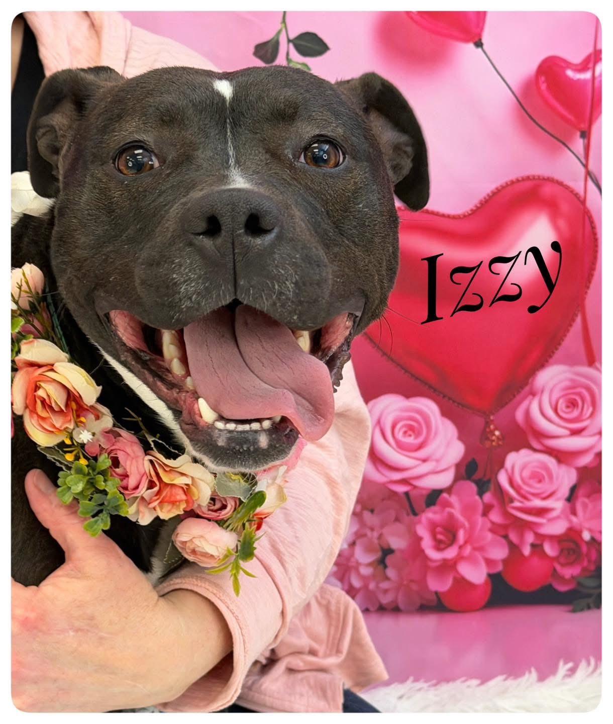 Izzy, ADOPTABLE, Adult Female Mixed Breed.
