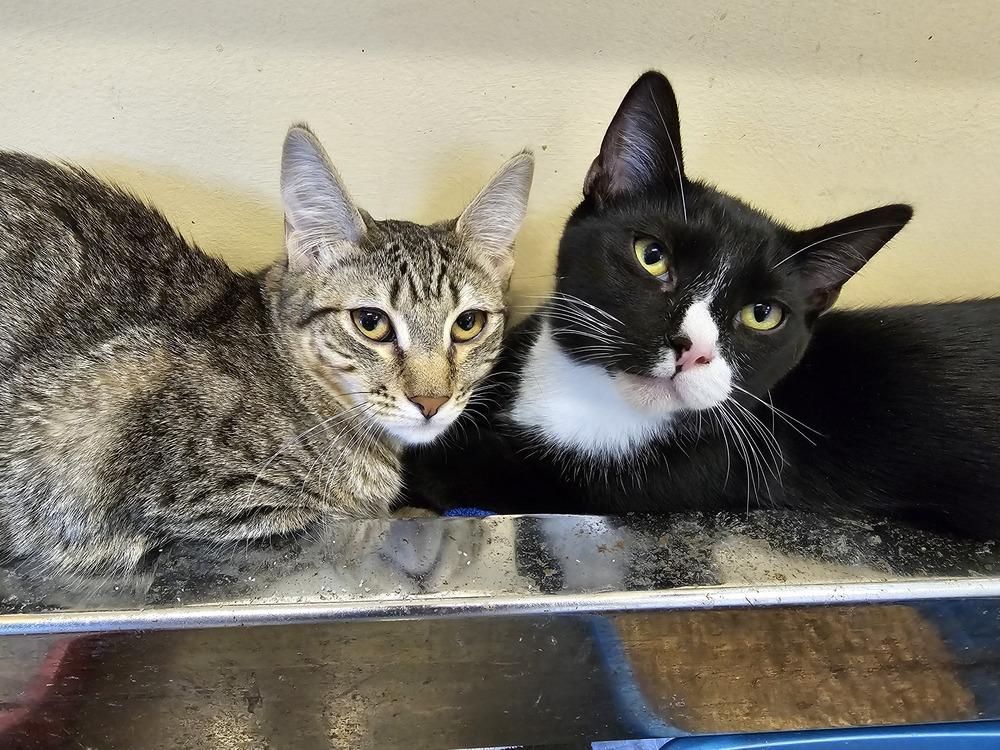 Rivian, Adoptable, Adult Male Domestic Short Hair.