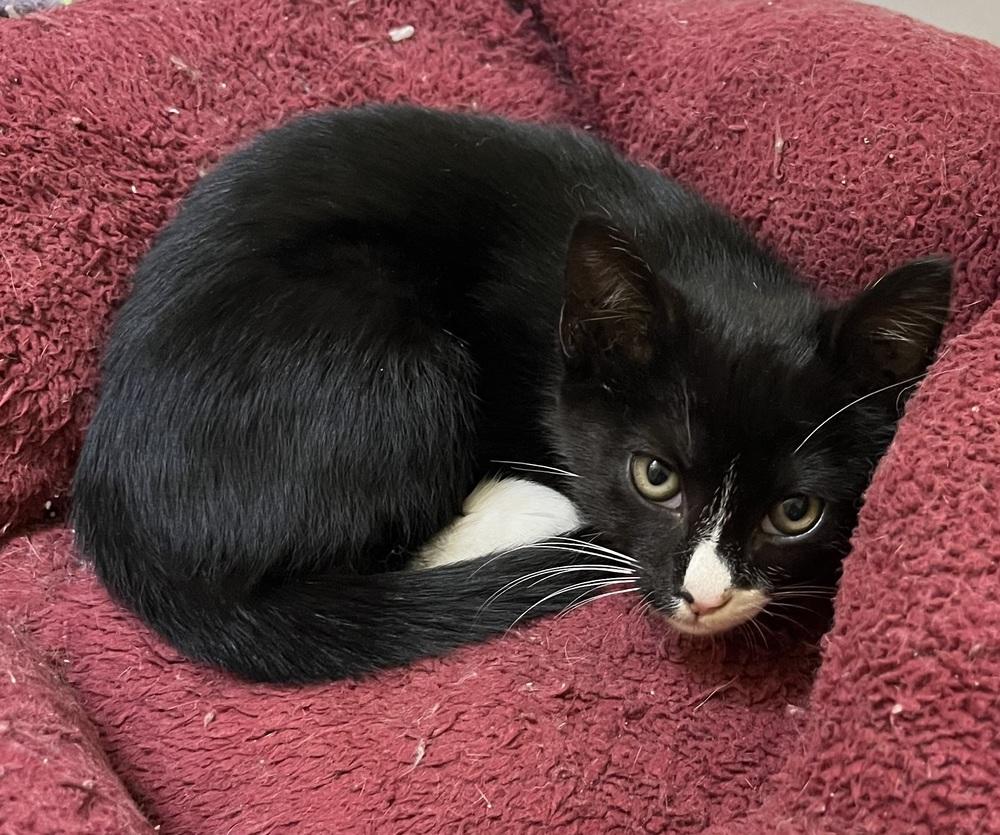 Rivian, a Adoptable mixed breed in Powder Springs, GA image 2/5