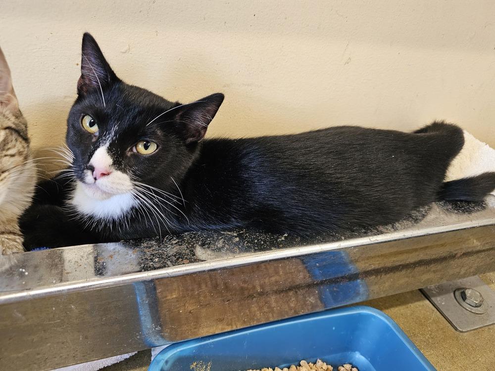 Rivian, a Adoptable mixed breed in Powder Springs, GA image 3/5