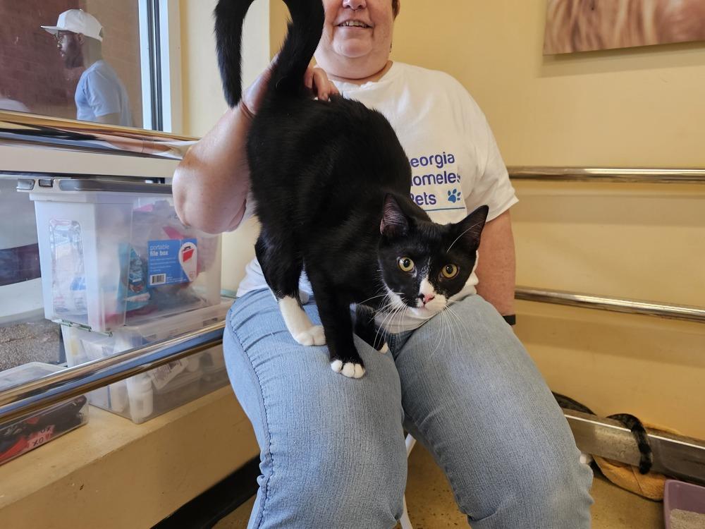 Rivian, a Adoptable mixed breed in Powder Springs, GA image 4/5