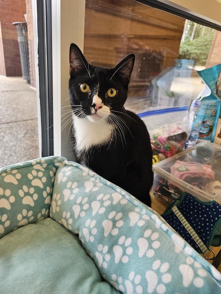 Rivian, a Adoptable mixed breed in Powder Springs, GA image 5/5