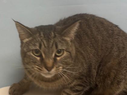 Piper, Adoptable, Adult Female Domestic Short Hair & Domestic Short Hair.