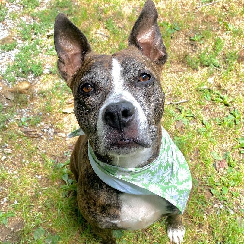 Tora, Adoptable, Senior Female Pit Bull Terrier.