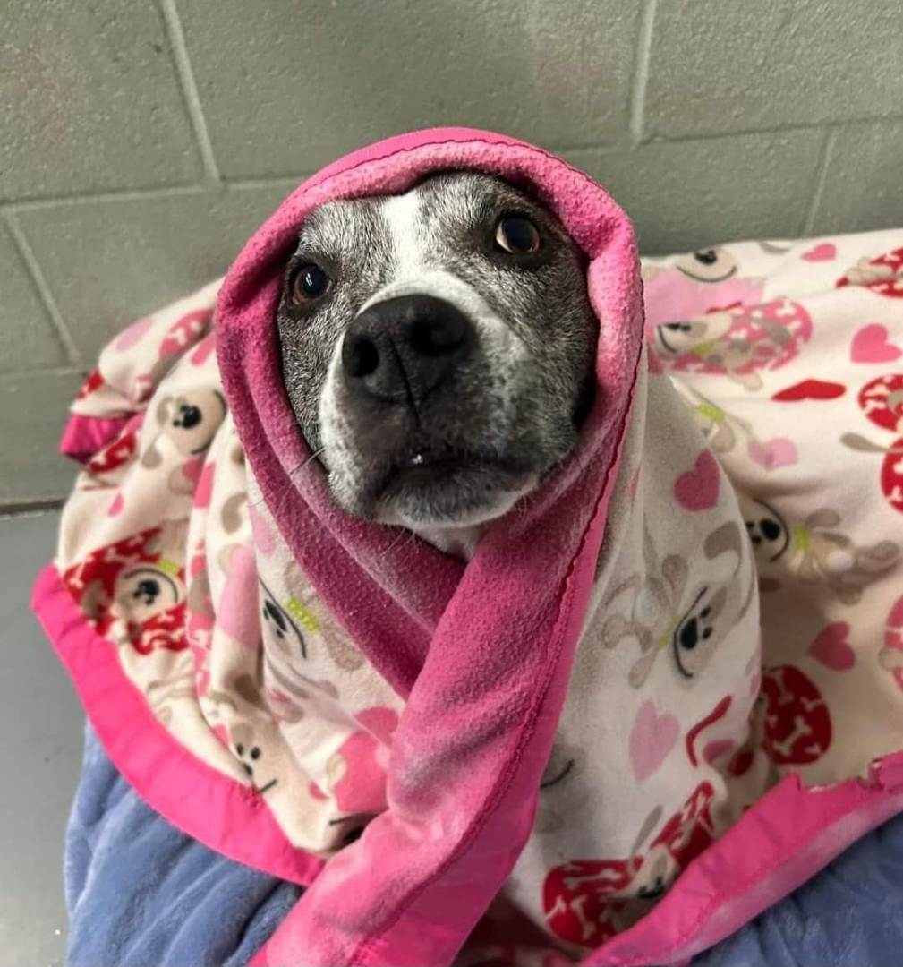 Tora, a Adoptable Pit Bull Terrier in Myerstown, PA image 3/6